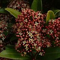 Skimmia japonica P29 (2)